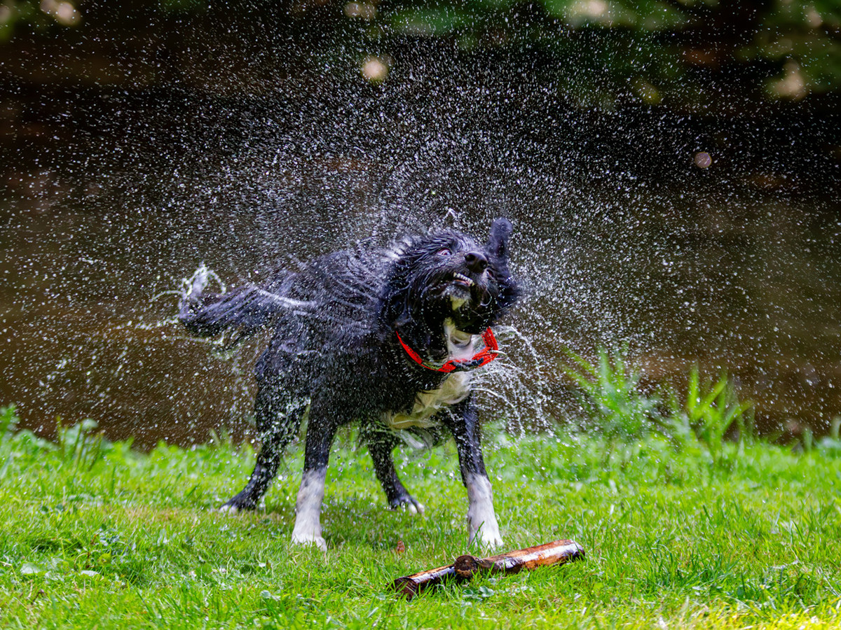 tierfotografie2