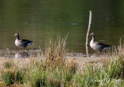 Zielfinger Vogelsee