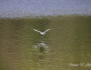 20250502 ziefinger see   vogel   wz  