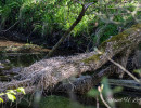20250502 ziefinger see   vogel   wz  