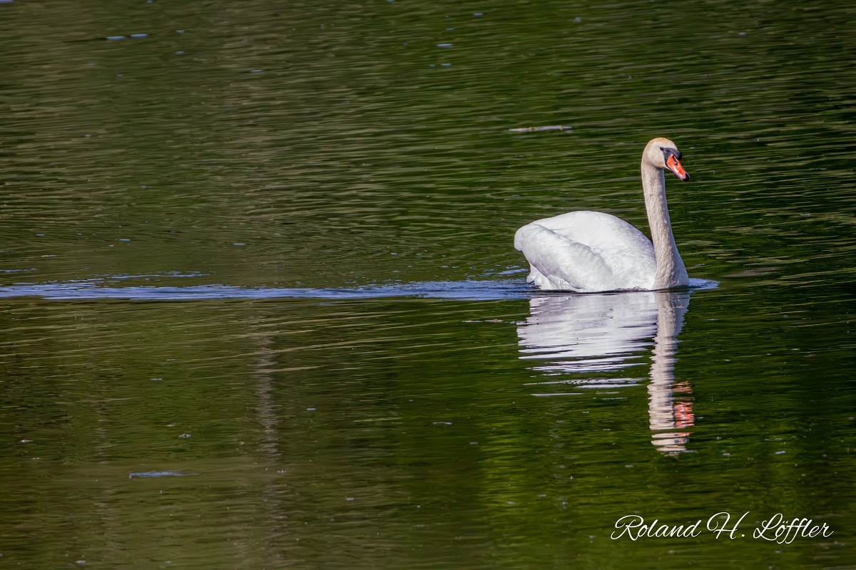 20250502 ziefinger see   vogel   wz  