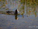 20250502 ziefinger see   vogel   wz  