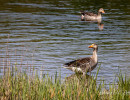 20250502 ziefinger see   vogel   wz  